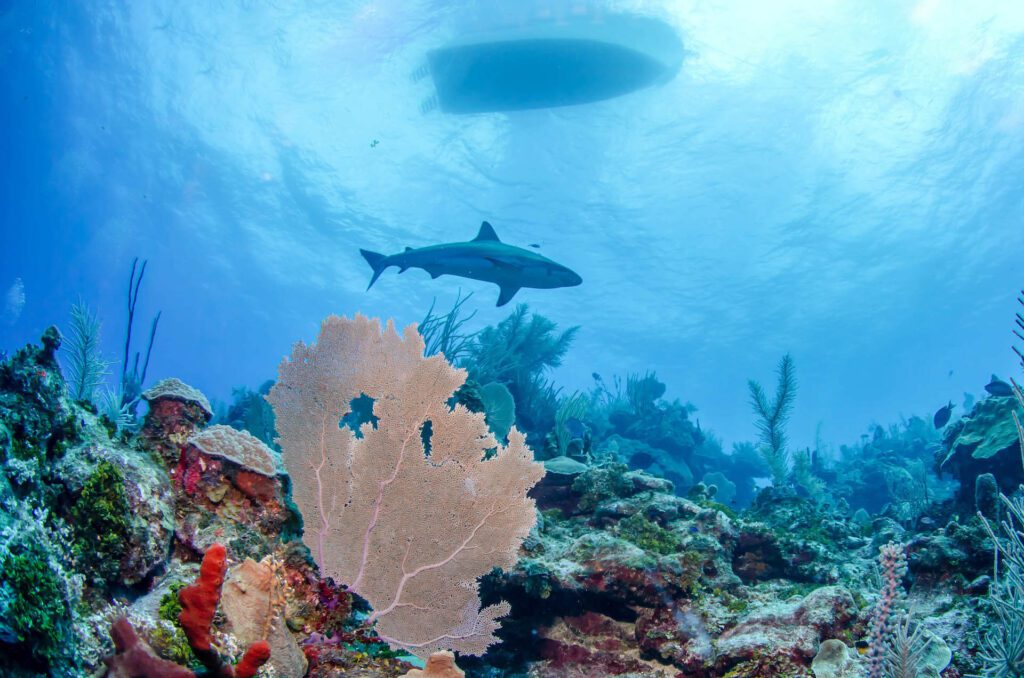 Shark swimming among coral reefs