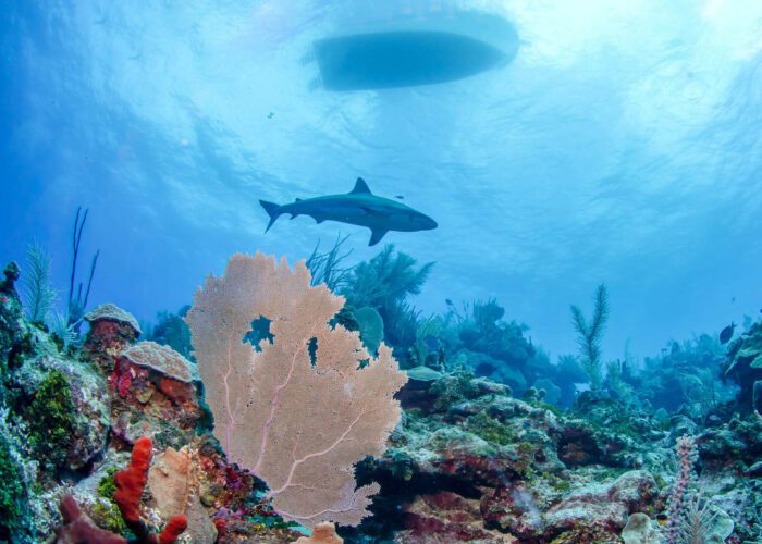 Shark swimming among coral reefs