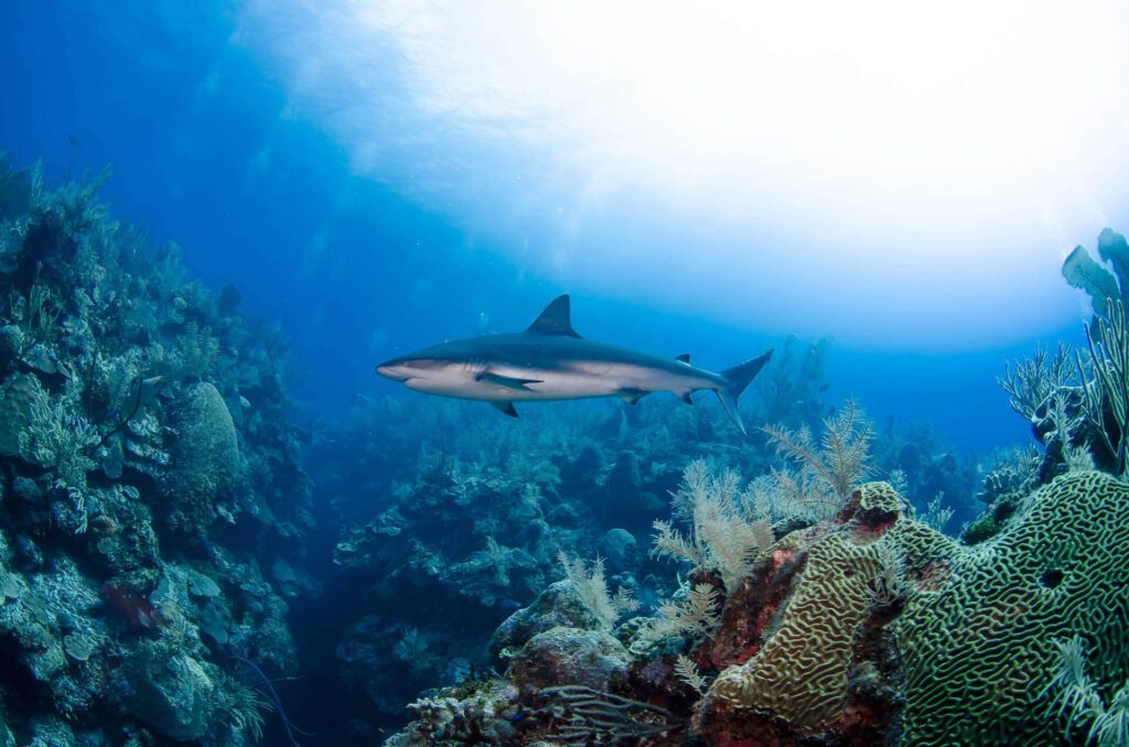 Shark swimming among reefs