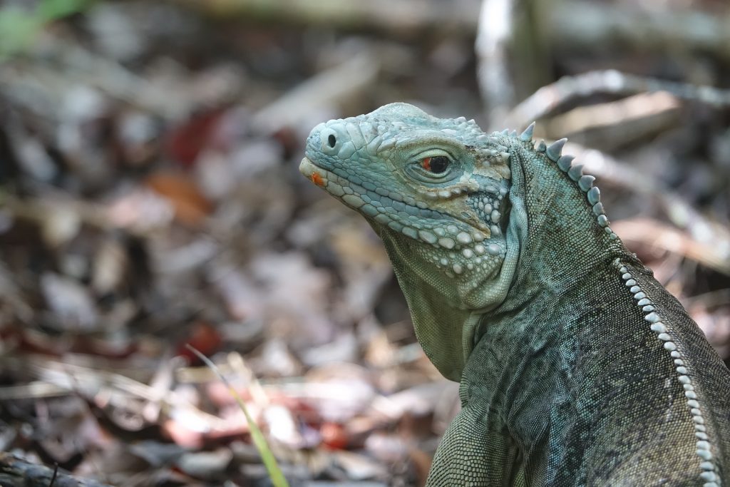 An iguana perched on the forest floor, blending with its surroundings in the woods.