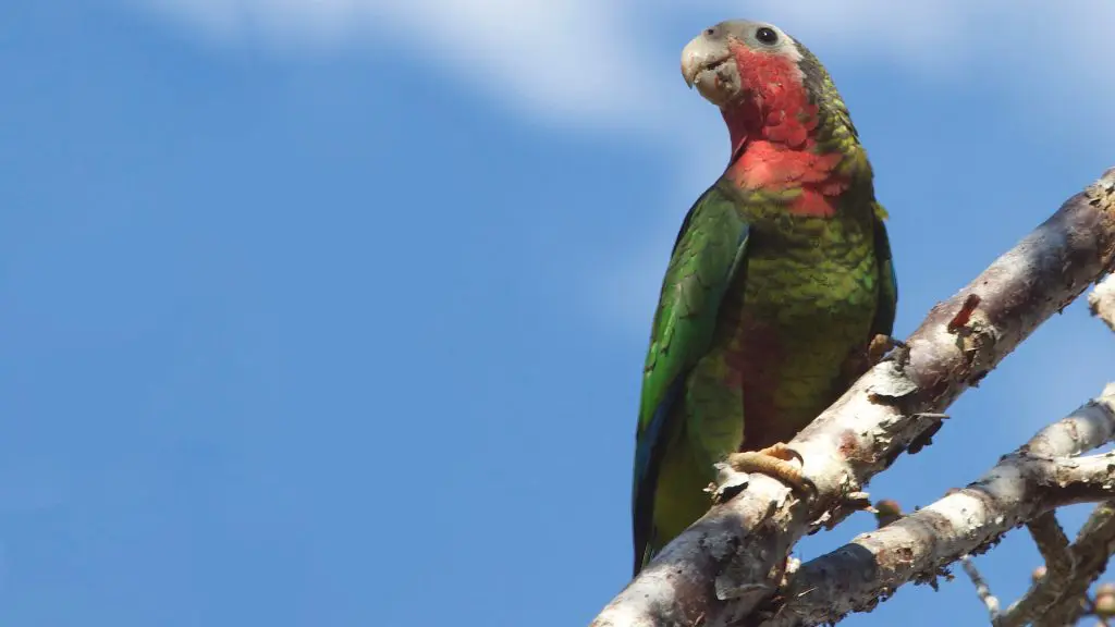 Rose-throated Parrot on a wooden branch