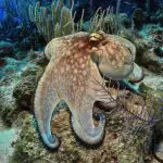 Octopus stuck on coral reef in East End Grand Cayman