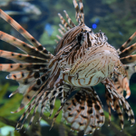 lionfish